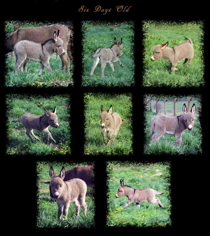 Critter Haven Farm Miniature Donkeys